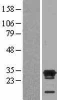 KHDC3L / ECAT1 Protein (Over-Expression Lysate Myc-DDK (Flag))