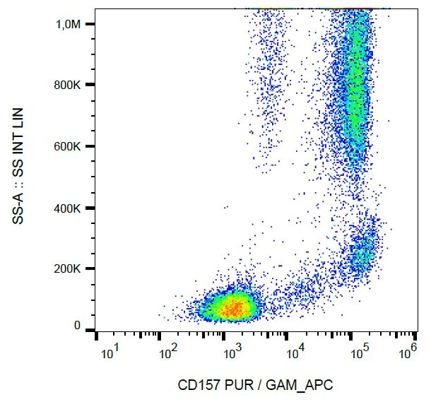 Monoclonal Mouse anti-Human CD157 Antibody (clone SY11B5, IHC, WB)