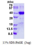 Human POLR3F Protein (Recombinant His)