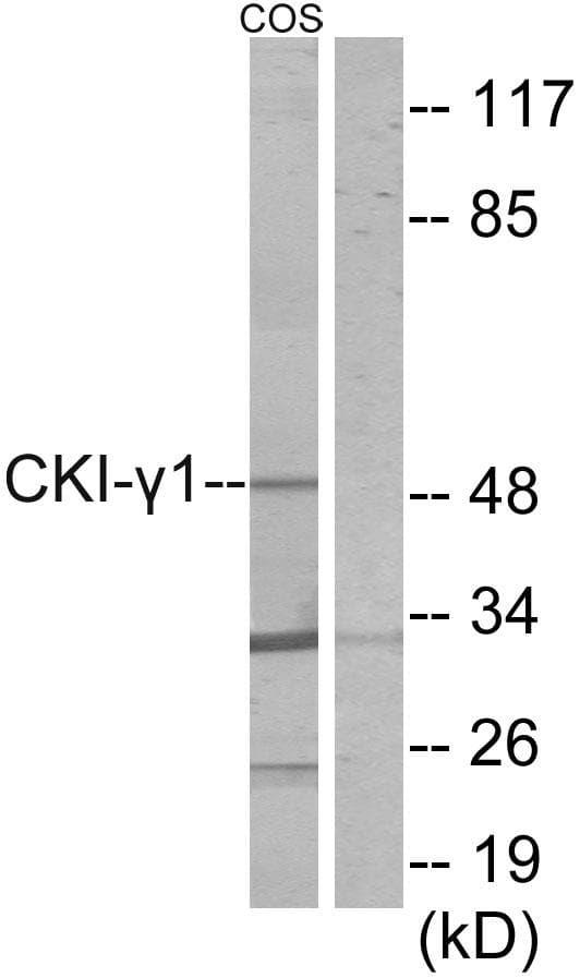 CSNK1G1 / CKI-Gamma 1 Antibody