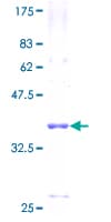 Human FXYD6 Protein (Recombinant GST)