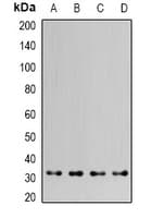 Polyclonal Rabbit anti-Human HAX-1 Antibody (IHC, IF, WB)
