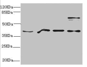 MRNP41 / RAE1 Antibody