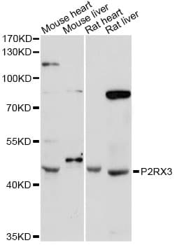 P2RX3 / P2X3 Antibody