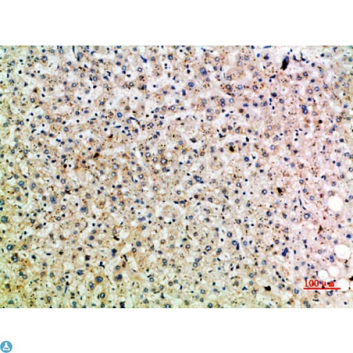 TRAP1 / HSP75 Antibody