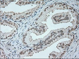 NEUROG1 / NGN1 / Neurogenin 1 Antibody (clone OTI3F9)