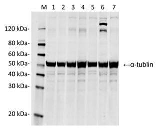 Streptococcus pyogenes CRISPR-associated endonuclease Cas9/Csn1 Antibody (clone 4A1)