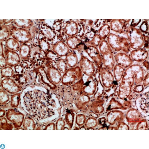 IMP3 Antibody