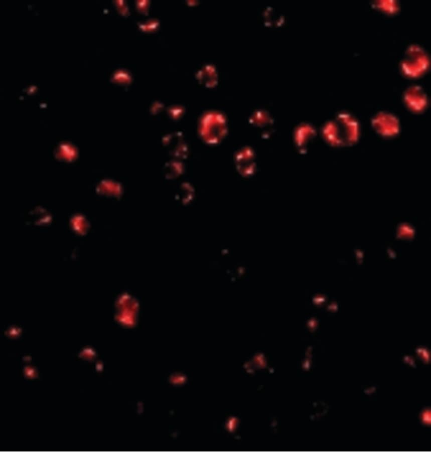 ITGA4 / VLA-4 / CD49d Antibody