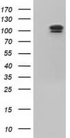 USP5 Antibody (clone OTI1F8)
