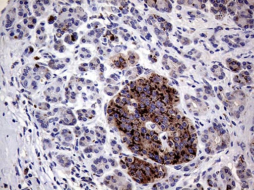 AMDHD1 Antibody (clone OTI1C12, Carrier-free)
