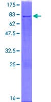 Human NDUFS2 Protein (Recombinant GST)