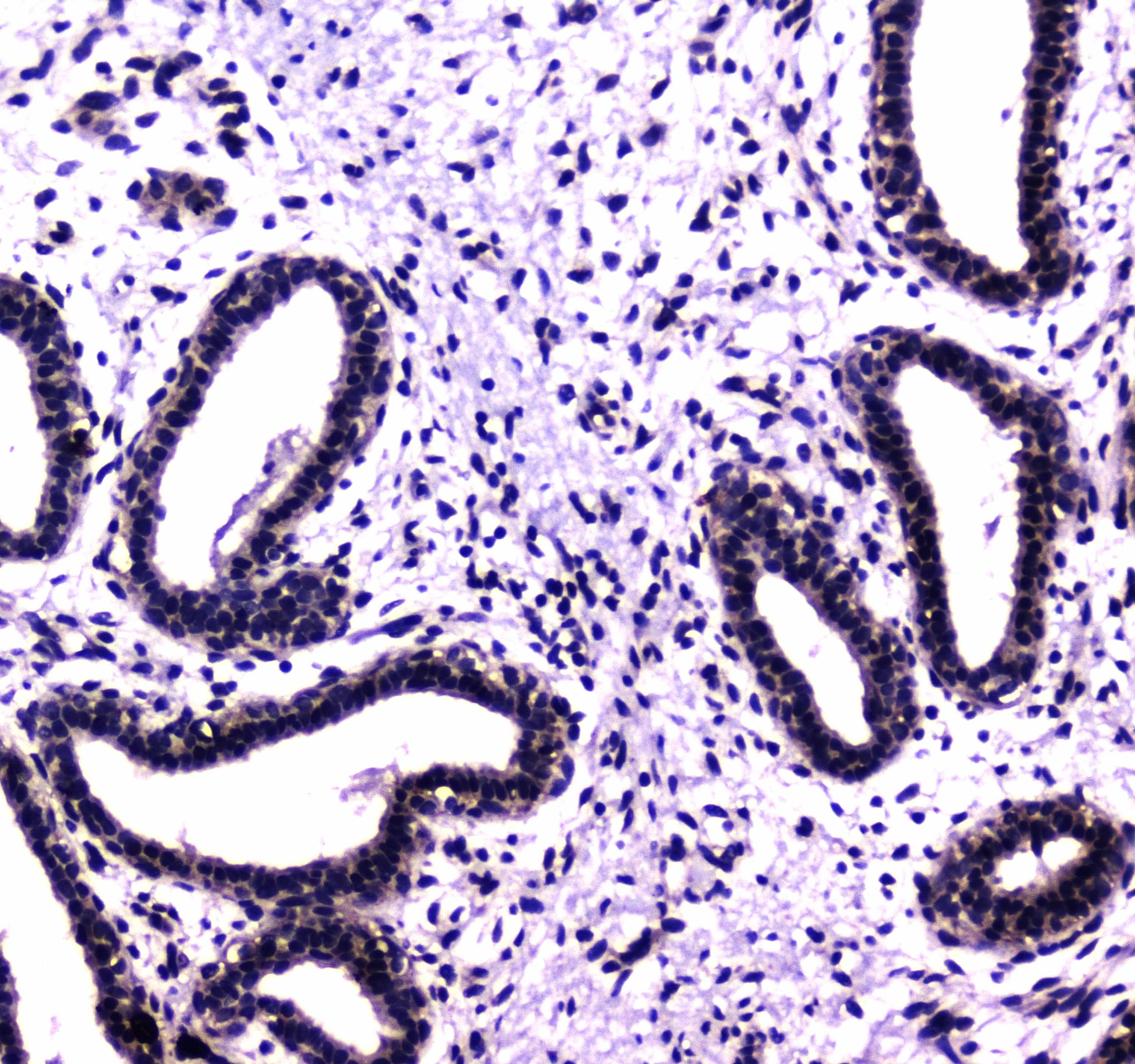 USP7 / HAUSP Antibody