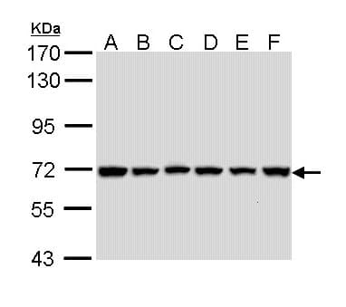 IHC-plus™ BIRC3 / cIAP2 Antibody
