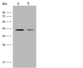 JAM2 Antibody