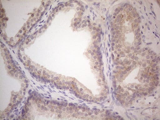 VIP Antibody (clone OTI1G1, Carrier-free)