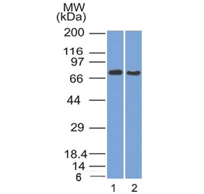 TCF4 Antibody (clone TCF4/1705)