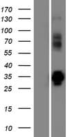 VPS37D Protein (Over-Expression Lysate Myc-DDK (Flag))