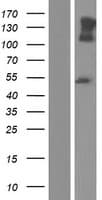 Neurofascin / NF Protein (Over-Expression Lysate Myc-DDK (Flag))