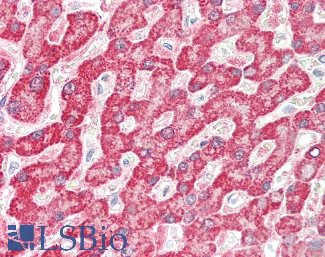 IHC-plus™ FH / Fumarase / MCL Antibody (clone 9G4)