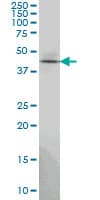 TSSC1 Antibody (clone 2H5)