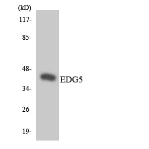 SIPR2 / S1P2 / EDG5 Antibody (aa251-300)