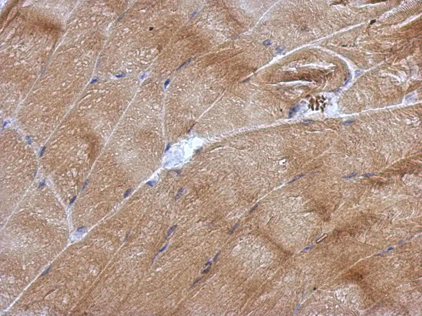 NOL3 / ARC Antibody