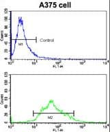 KREMEN1 / KREMEN-1 Antibody (aa53-82)
