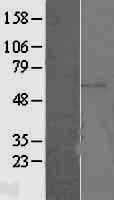 Human ETV5 / ERM Protein (Over-Expression Lysate Myc-DDK (Flag))