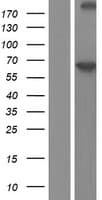 Human PDE9A Protein (Over-Expression Lysate Myc-DDK (Flag))