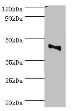 CBX8 Antibody (aa80-280)