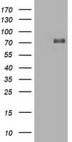 HIF3A / HIF3-Alpha Antibody (clone OTI4C2)