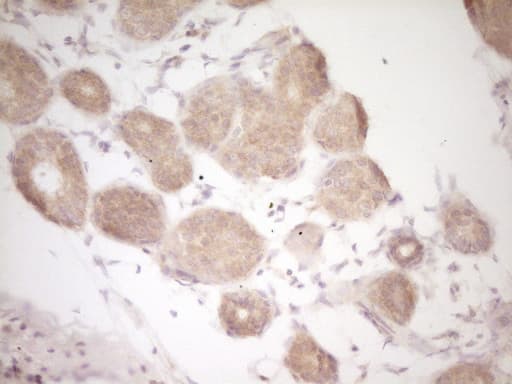 CD40 Antibody (aa21-166, clone OTI9D8)