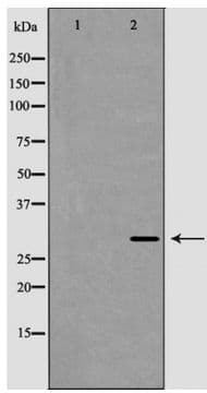 XBP1 Antibody