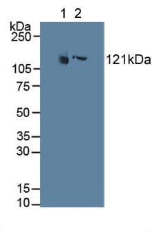 MAP4 Antibody (aa243-549, APC)