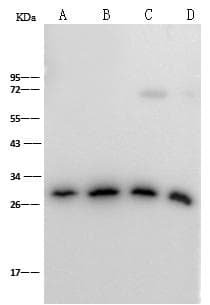 PHB / Prohibitin Antibody (Preservative Free)