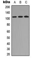 TUBGCP2 / GCP2 Antibody (Internal)