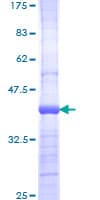 Human PIK3CB / PI3K Beta Protein (Recombinant GST, N-terminus)