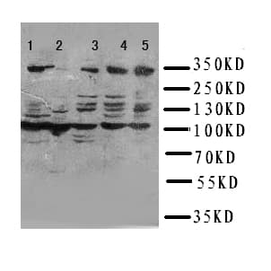 ATM Antibody (aa36-50)
