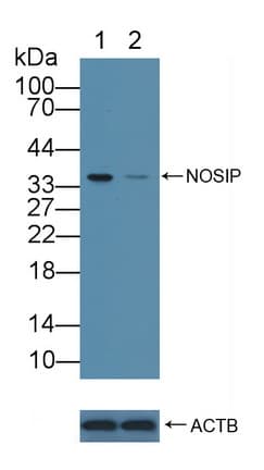 Polyclonal Rabbit anti-Human NOSIP Antibody (aa62-295, WB)