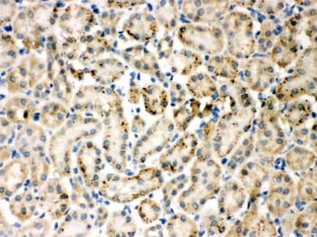 TIMP4 Antibody (aa208-224)