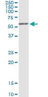 Monoclonal Mouse anti-Human MAPK8 / JNK1 Antibody (clone 4F10, WB)
