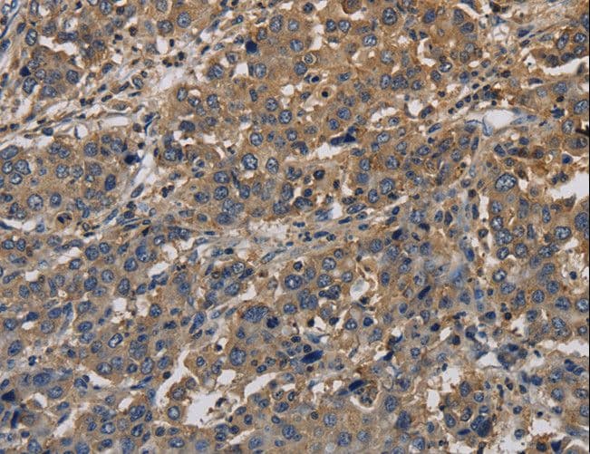 KCNA7 / Kv1.7 Antibody