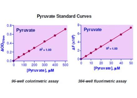 Pyruvate Assay Kit (Colorimetric/Fluorometric)