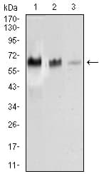 Monoclonal Mouse anti-Human TRAFD1 / FLN29 Antibody (clone 8E6E7, aa401-582, WB)