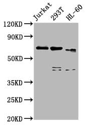 CBFA2T3 Antibody
