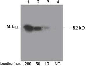 Myc Tag Antibody (clone 2G8D5, Biotin)