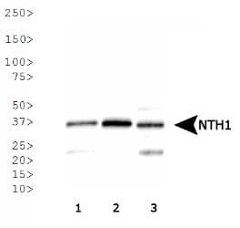 NTHL1 Antibody (DY650)