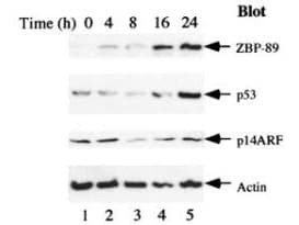 ZNF148 / ZBP-89 Antibody