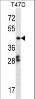 Polyclonal Rabbit anti-Human GABPB1 Antibody (aa337-365, WB)
